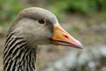Close-up of a greylag goose in natural habitat for wildlife observation.