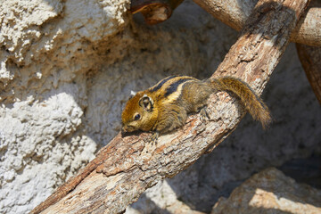 Cute chipmunk dozing on a branch.