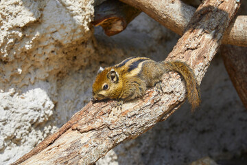 Cute chipmunk dozing on a branch.