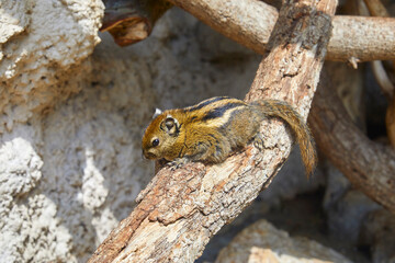 Cute chipmunk dozing on a branch.