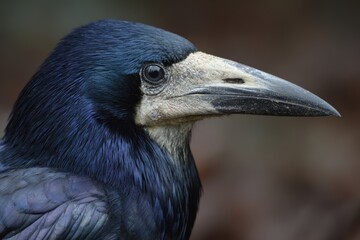 Close-up portrait of a rook capturing intense stare in natural habitat.