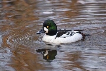 Common goldeneye duck gliding gracefully on rippling water.