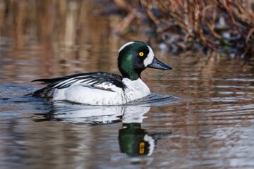 Common goldeneye duck in tranquil wetlands reflecting calm autumn scene.