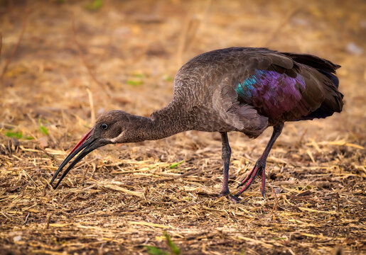 Hadada ibis foraging on dry ground in Tanzania