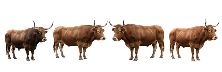 Set of Highland Cattle Cow Poses, realistic farm animal illustration, isolated on transparent PNG background, oil paint