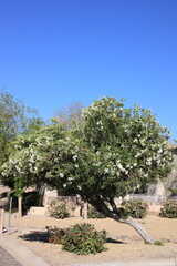 Fototapeta premium Arizona drought tolerant white Oleander blooming with soft white flowers in Spring