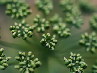 Close up of a plant