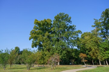 青空バックに見る色づき始めた秋の公園の情景