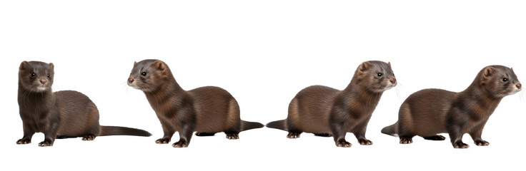 Set of Realistic Ferret Collection, Detailed Wild Ferret Illustration, Small Mammal Predator Set, Isolated on Transparent PNG Background, Oil Paint
