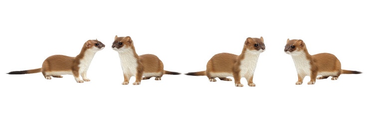 Set of Realistic Mongoose Collection, Detailed Wild Mongoose Illustration, Small Predator Mammal Set, Isolated on Transparent PNG Background, Oil Paint