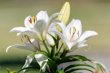 Madonna Lily flowers in bloom