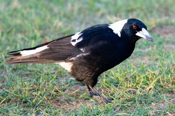 The Australian Magpie (Gymnorhina tibicen) is a black and white passerine bird