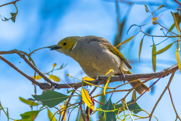 White-plumed Honeyeater in a tree at the river's edge