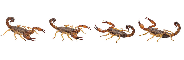 Set of Scorpion Collection, Realistic Desert Arthropod Animal Illustration in Different Poses, Isolated on Transparent PNG Background, Oil Paint