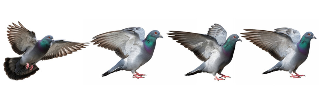 Set / Collection of realistic pigeon bird poses flying and landing, urban wildlife illustration, isolated on transparent PNG background, oil paint