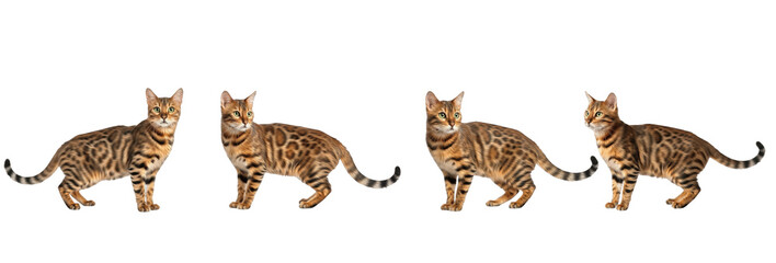 Set / Collection of realistic tabby domestic cat poses walking and standing, striped feline illustration, isolated on transparent PNG background, oil paint