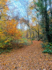 Obraz premium autumn in the forest