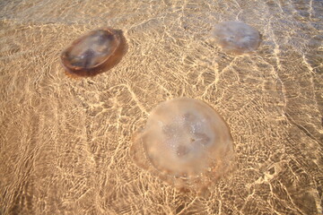 Moon jellyfish often washing up on the beach, a natural phenomenon caused by strong winds and waves crashing onto the shore, especially during low tide. THAILAND  © Jimmynature