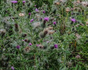Thistle flowers and seed heads in sharp contrast.