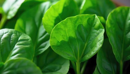 Fresh, vibrant spinach leaves, ready to be used in salads, smoothies, or cooked dishes Close-up shot highlighting the deep green color and texture of the leaves , market, farm