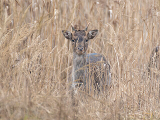daniele byki i łanie chłopcy dziewczęta poroże łopaty w lesie