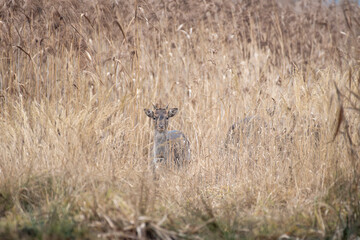 daniele byki i łanie chłopcy dziewczęta poroże łopaty w lesie