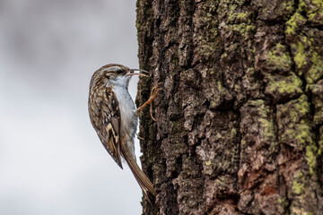 daniele byki i łanie chłopcy dziewczęta poroże łopaty w lesie
