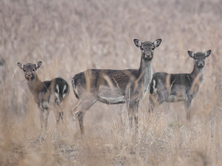 daniele byki i łanie chłopcy dziewczęta poroże łopaty w lesie