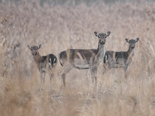 daniele byki i łanie chłopcy dziewczęta poroże łopaty w lesie