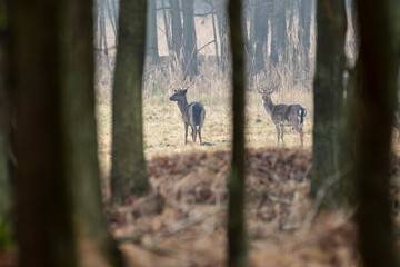 daniele byki i łanie chłopcy dziewczęta poroże łopaty w lesie