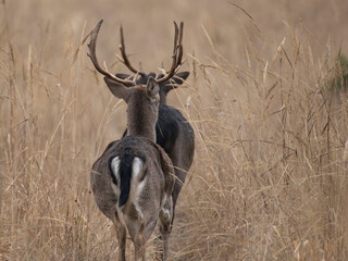 daniele byki i łanie chłopcy dziewczęta poroże łopaty w lesie