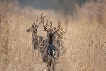 daniele byki i łanie chłopcy dziewczęta poroże łopaty w lesie