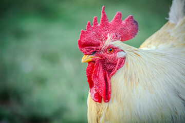 close up of a rooster © Paula