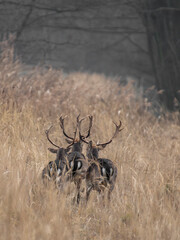 daniele byki i łanie chłopcy dziewczęta poroże łopaty w lesie