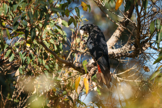 Red-tailed black cockatoo eating a gum nut