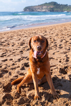 Red Fox Labrador sitting happily on a beach, with his tongue hanging out