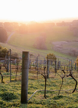 Bare grapevines in winter sun