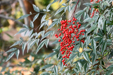 南天（ナンテン）　Heavenly Bamboo