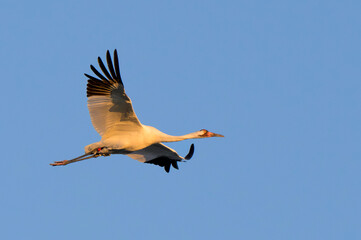 Obraz premium whooping crane (Grus americana) flying in blue sky at the evening, Goose Island State Park, Aranzas County, Texas, USA.