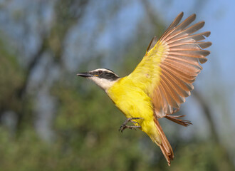 Fototapeta premium Great kiskadee (Pitangus sulphuratus) in flight, Bentsen-Rio Grande Valley State Park, Texas, USA.