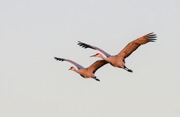 Obraz premium Two sandhill cranes (Antigone canadensis) flying in clear sky at sunrise, Goose Island State Park, ARanzas County, Texas, USA