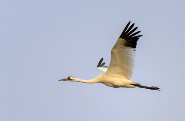 Obraz premium Whooping crane (Grus americana) in flight in blue sky, calling with open beak, Aranzas County, Texas, USA.