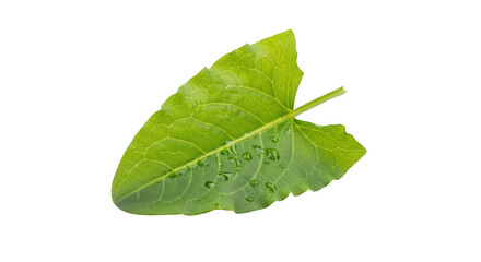 Fototapeta premium Green leaf with visible veins and slight damage, isolated on transparent background