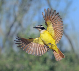 Great kiskadee (Pitangus sulphuratus) in flight, Bentsen-Rio Grande Valley State Park, Texas, USA.