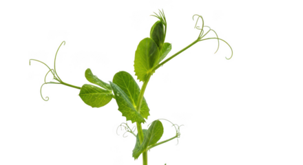 Fresh green clover leaves isolated on transparent background for natural botany study