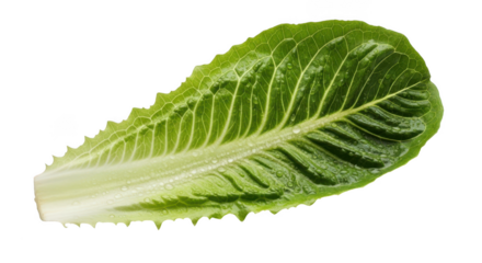 Fresh green romaine lettuce leaf isolated on transparent background for healthy eating