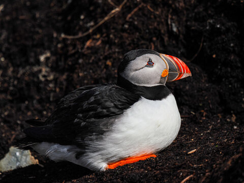 Atlantic puffin (Fratercula arctica) resting on ground, copy space