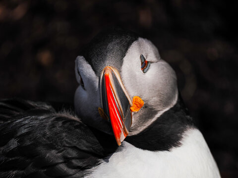 Unique top-down perspective of an Atlantic Puffin (Fratercula arctica) looking towards the camera with a dark, moody background highlighting its bright beak.