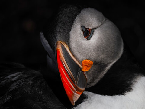 Intimate close-up of an Atlantic Puffin (Fratercula arctica) looking down with a soft-focus deep blue ocean background in the Arctic. dark low key
