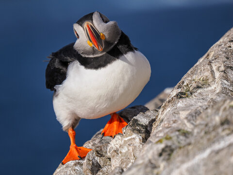 Curious Atlantic Puffin (Fratercula arctica) tilting its head while perched on a cliff edge